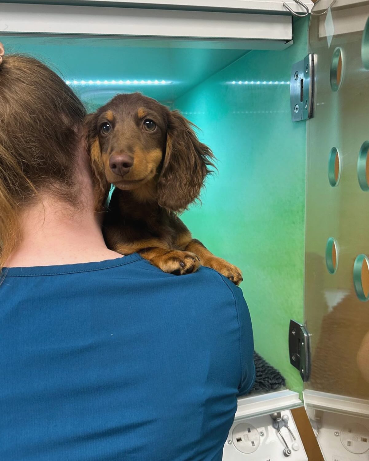 Nurse holding a dachshund in our inpatient ward