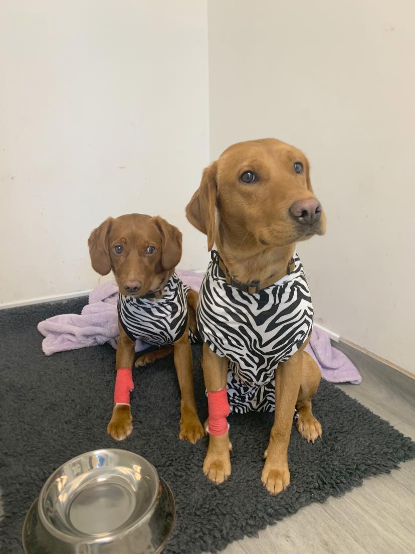 Two dogs recovering after keyhole surgery