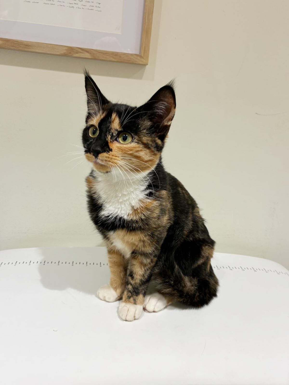 Kitten patient at River Vets