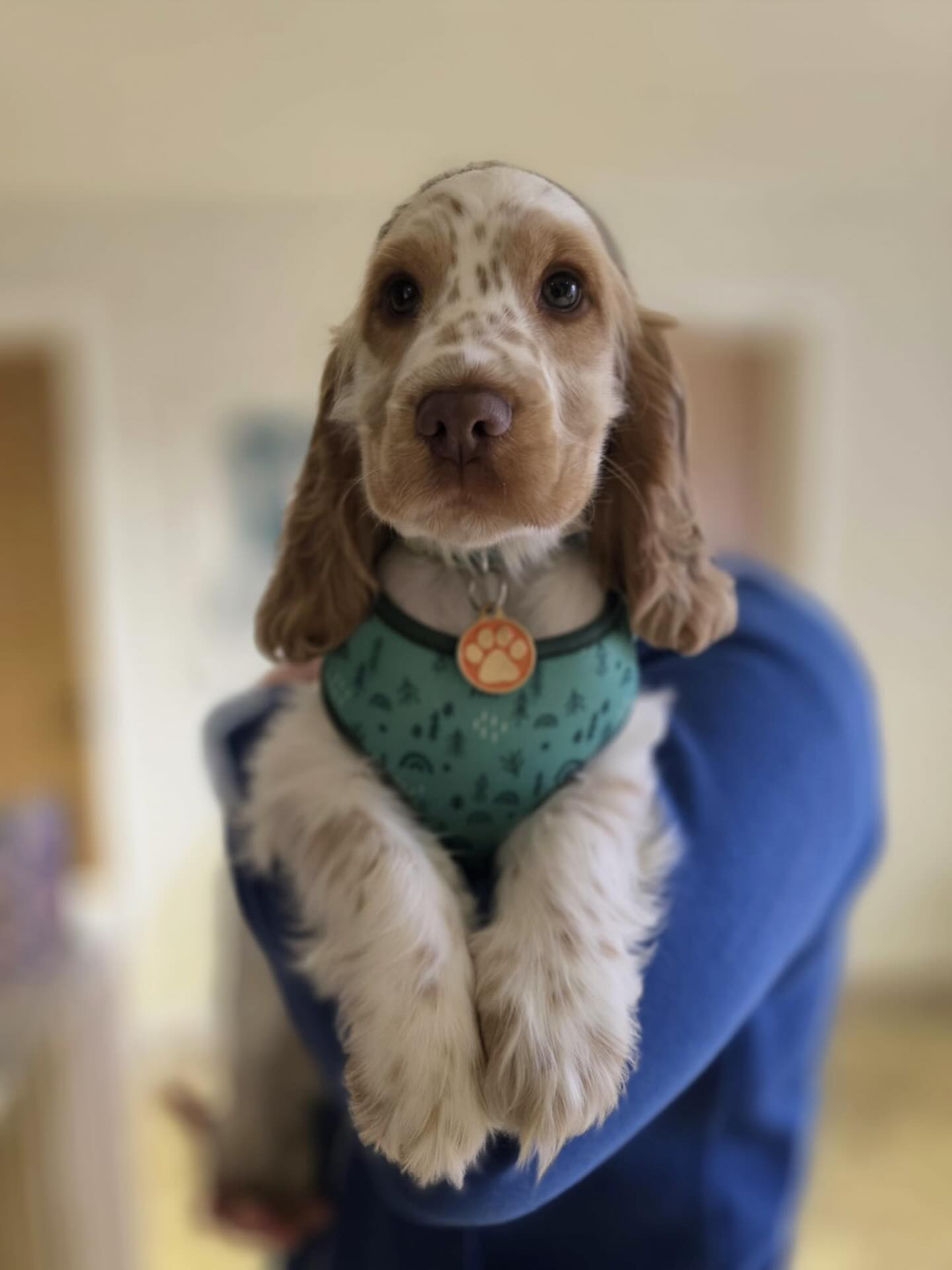 A cocker spaniel puppy at River Vets