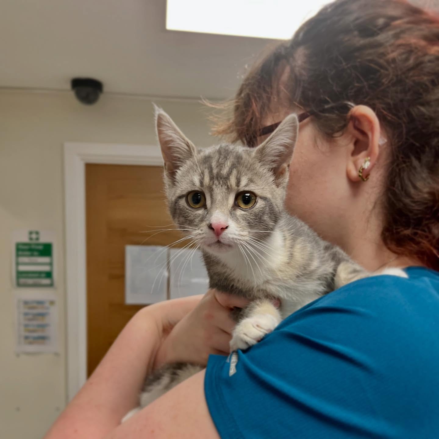 Pet travel preparation at River Vets