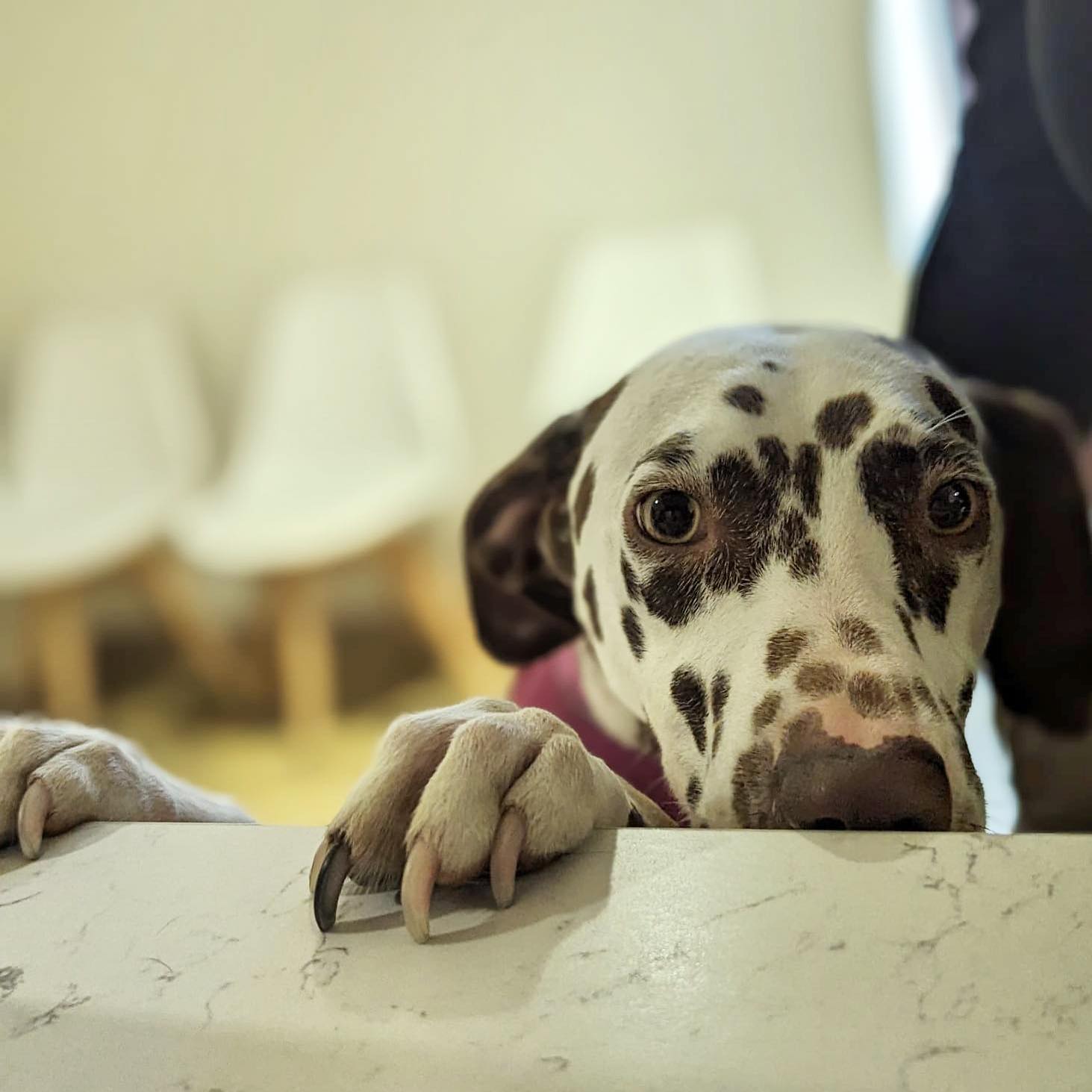 River Veterinary Care team