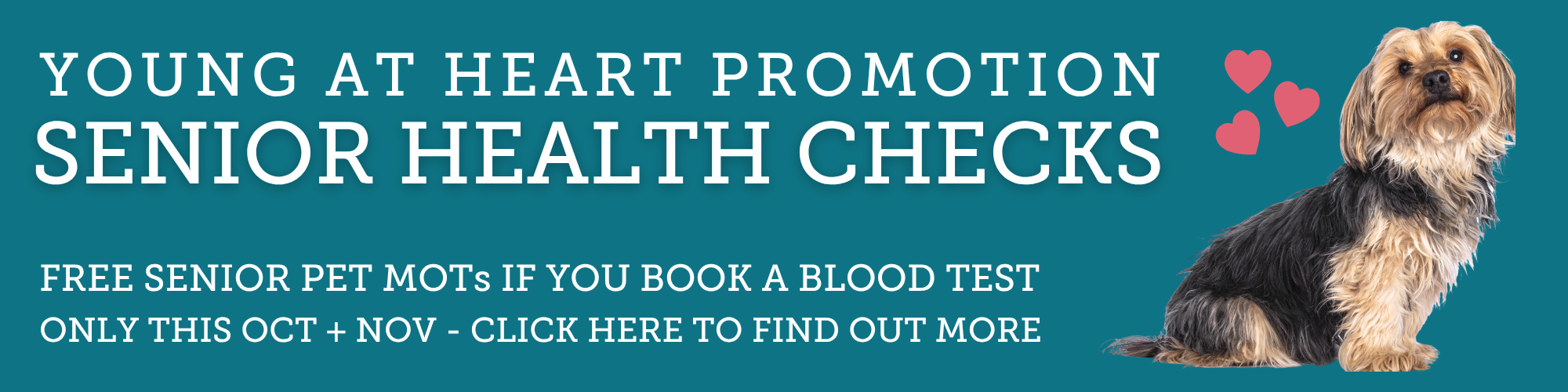Young at Heart Promotion: Senior Health Checks. Free senior pet MOTs if you book a blood test, only this October and November. Click here to find out more.